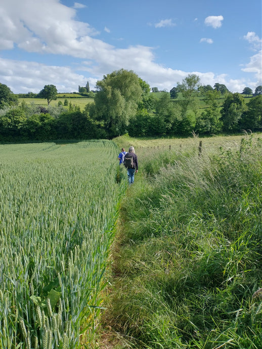 Celebrate Longest Day With Special Walk, Tour & Cider Tasting